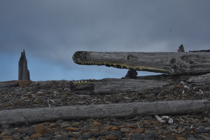 The whale driftwood